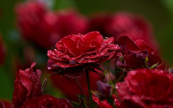 красные цветки