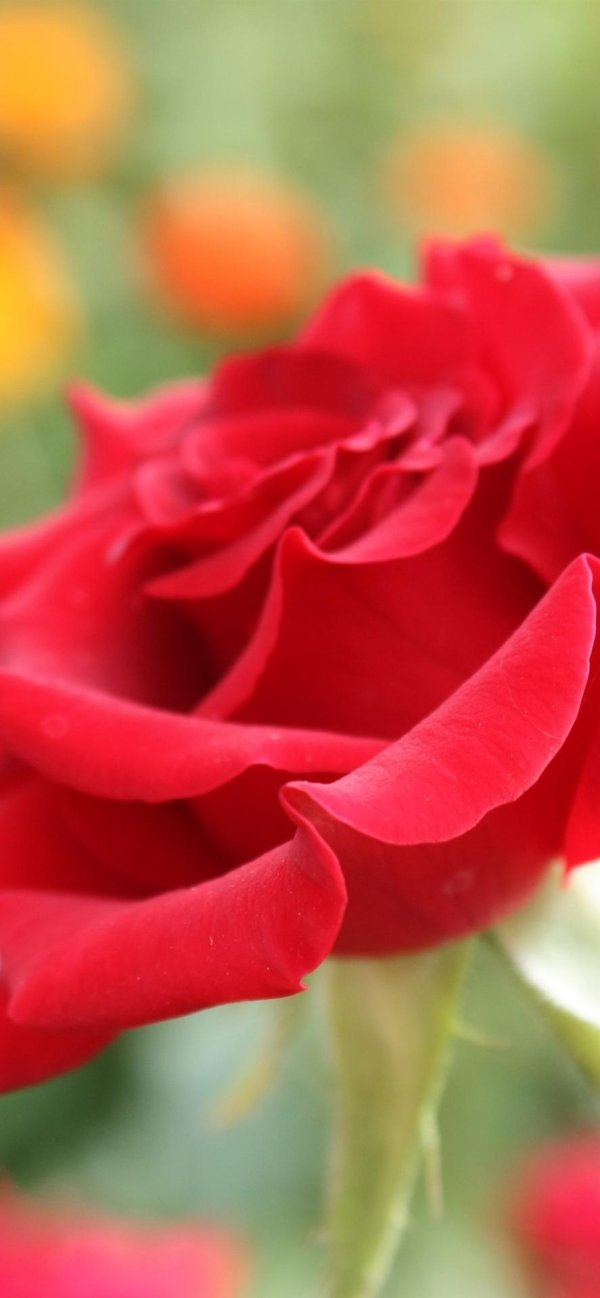 розы крупные бутоны