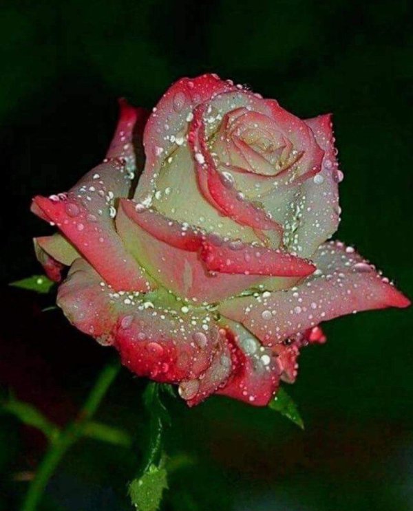 роза садбарг