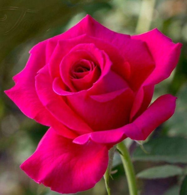 роза чайногибридная шакира