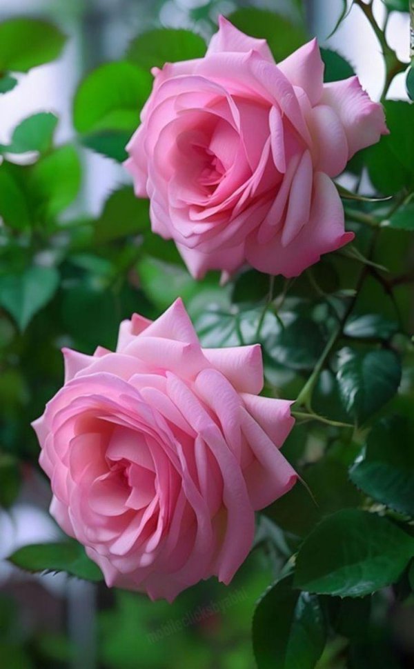 красивые розовые розы