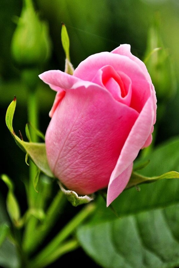 закрытый бутон розы