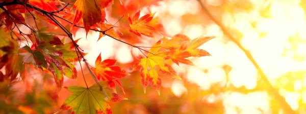 осенние фоны