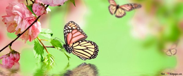 розовая бабочка