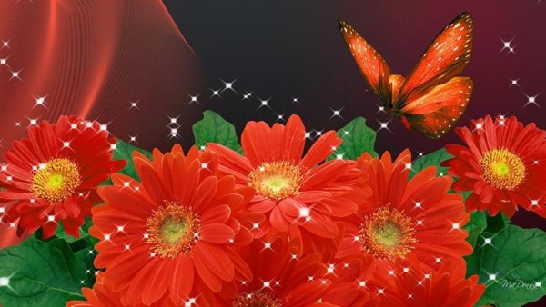 гербера красная