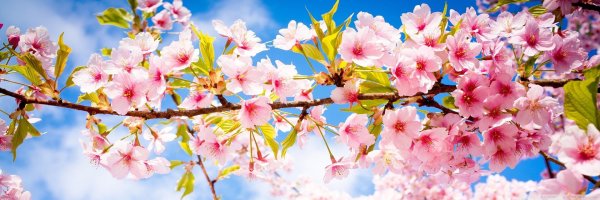 цветущее дерево