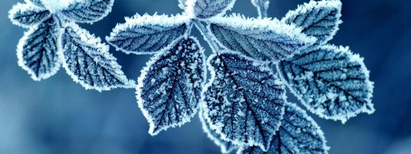frozen leaves