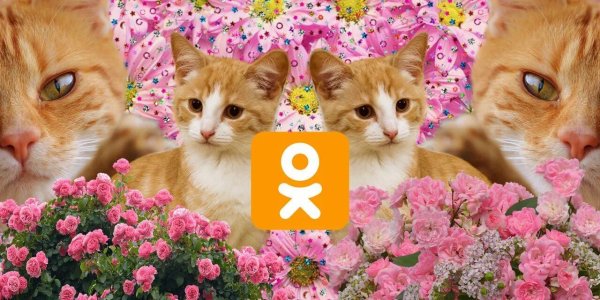 котенок красивый