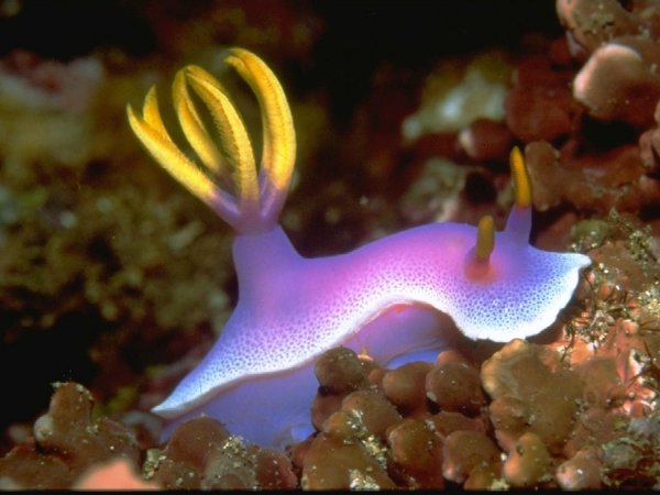 chromodoris bullocki