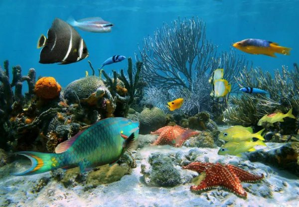 морское дно