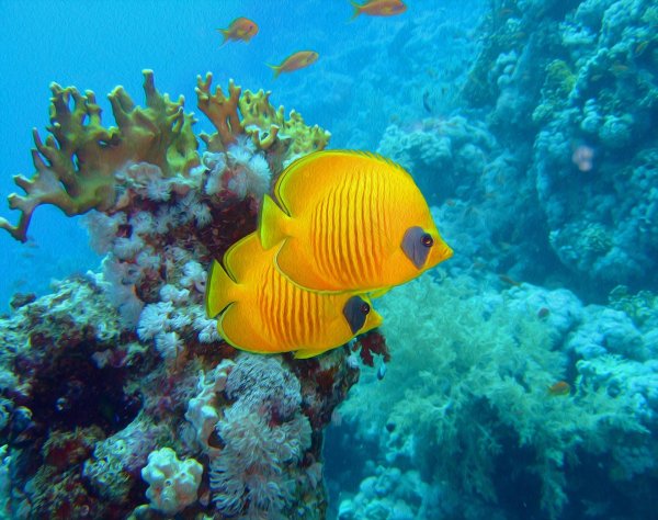 саона снорклинг