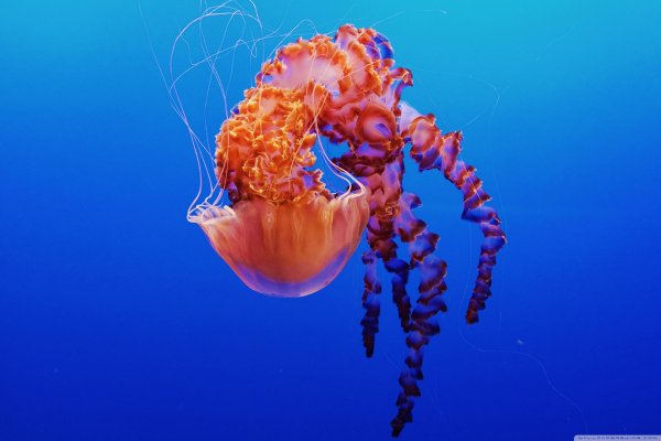 медуза джеллифиш