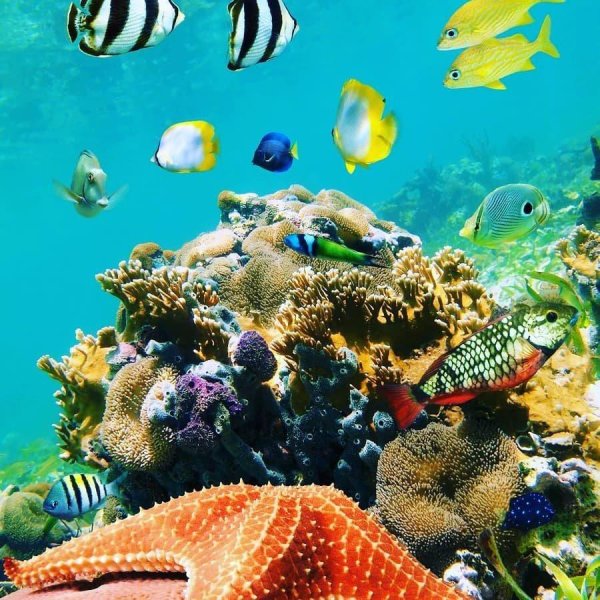 морское дно