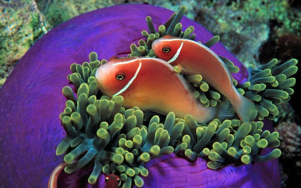 amphiprion perideraion