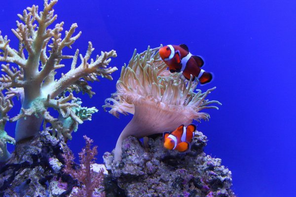 коралл морской