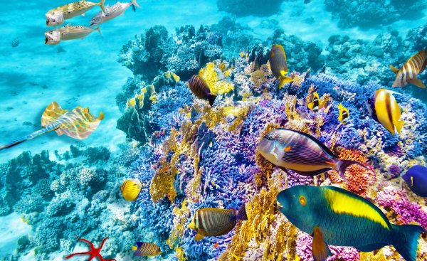 большой барьерный риф австралии