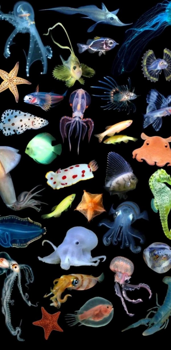 deep sea creatures