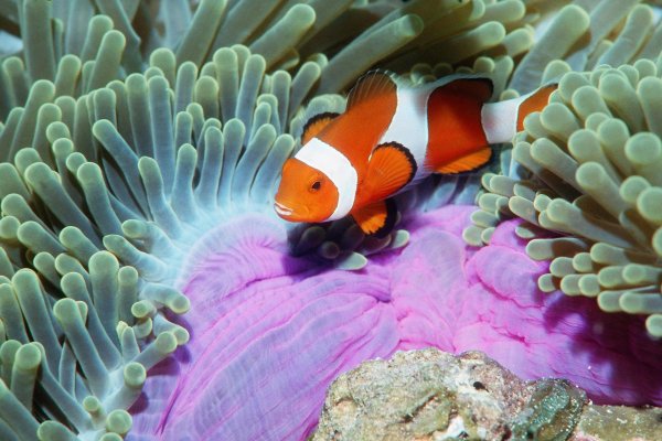 амфиприон клоун