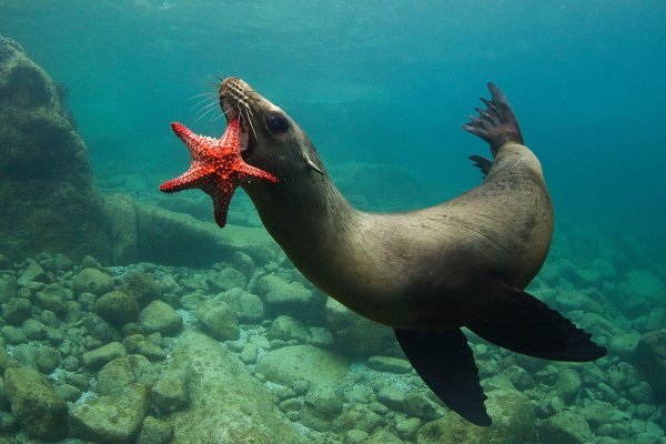 подводные животные