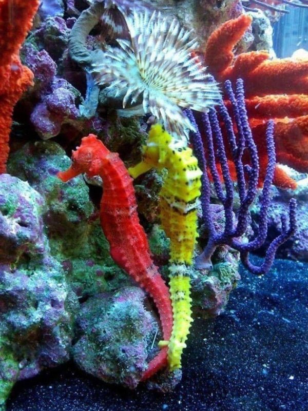 hippocampus barbouri