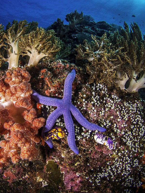 коралловые рифы красного моря