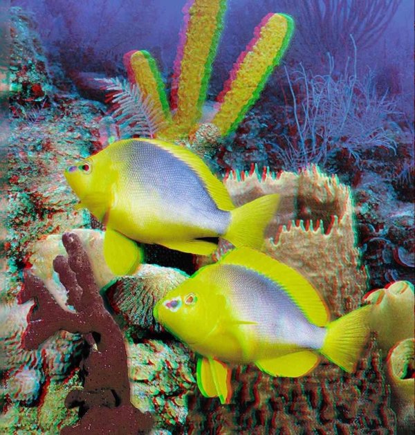 коралловая рыбка