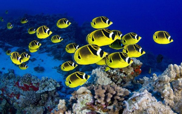 raccoon butterflyfish