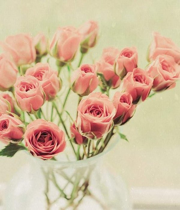 мелкие розовые розы