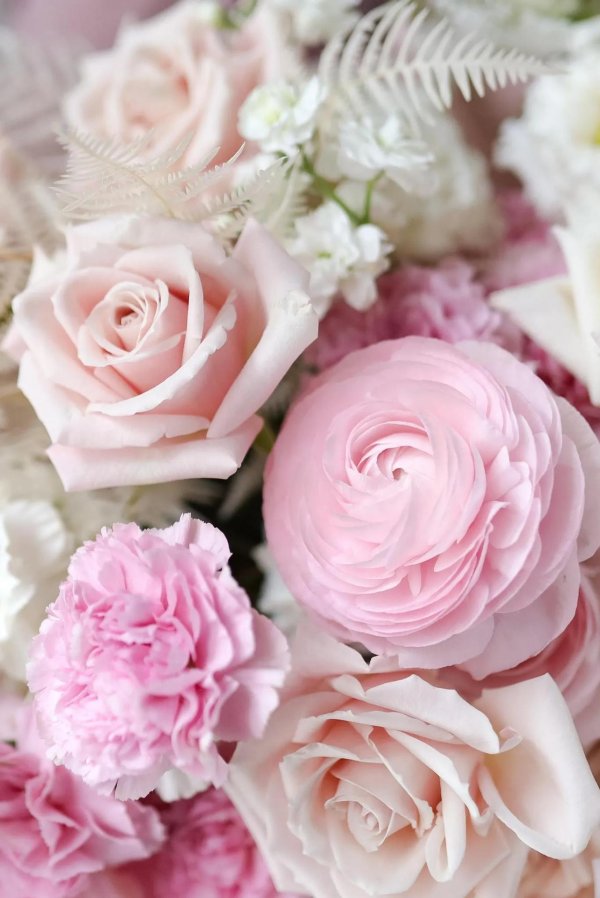 ранункулюс розовый