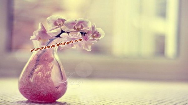 орхидеи фаленопсис