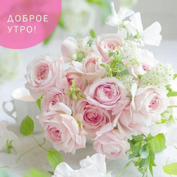 доброго утра с розами