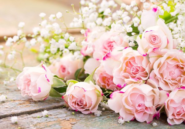 цветок нежный