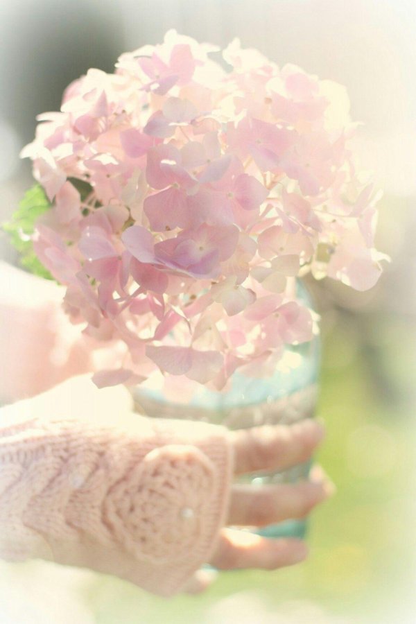 розовая гортензия