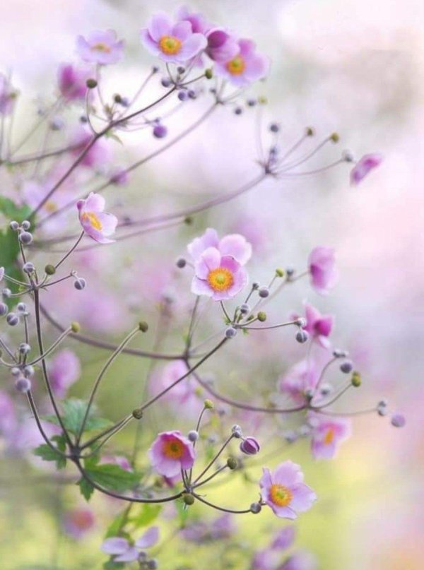 цветок весенний