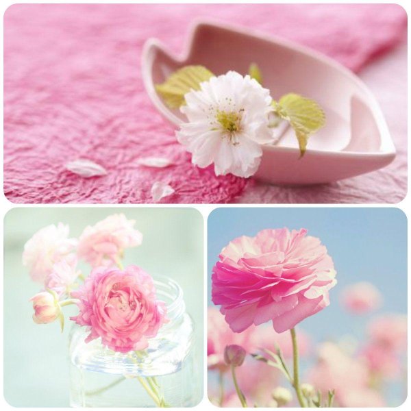 цветок нежный