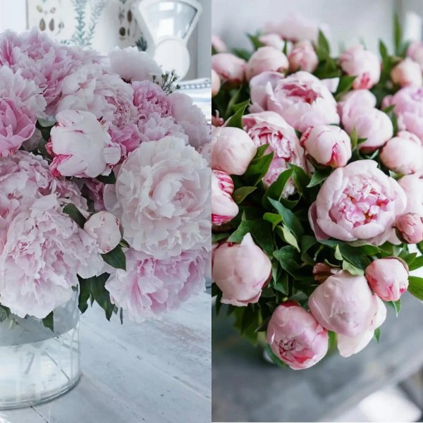 пионы цвета