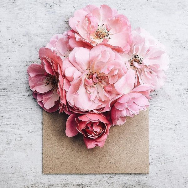 пионы пинтереста