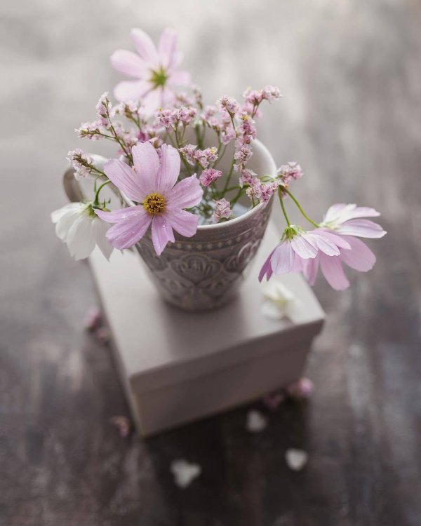 натюрморты с космеей