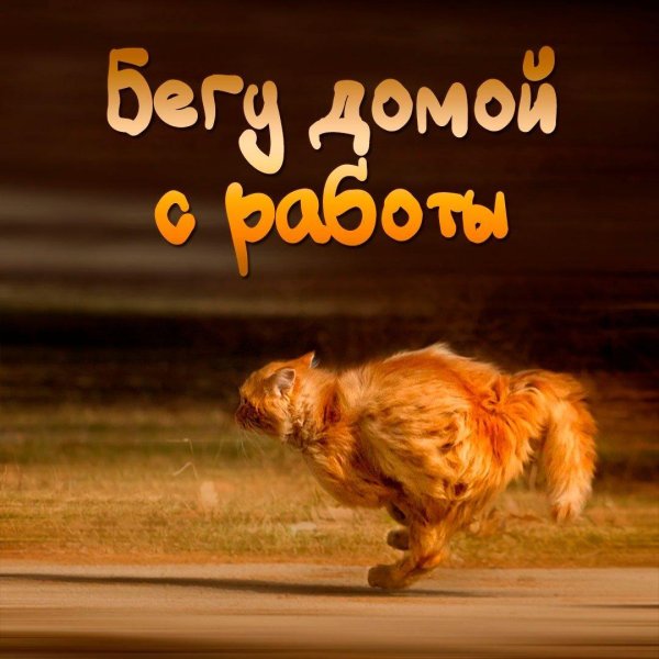 бегущий кот