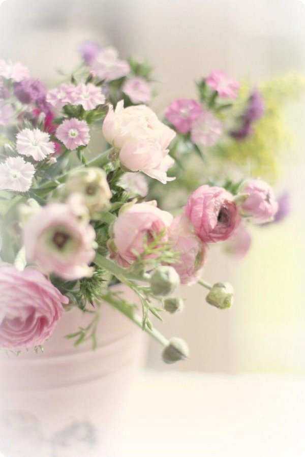 цветок ранункулюс