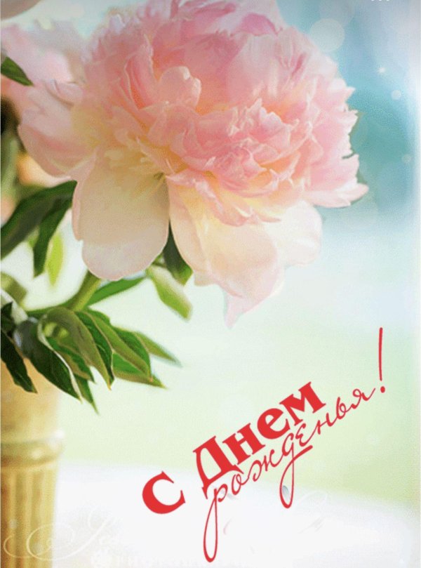 розовые пионы