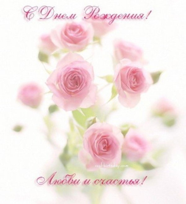 роза розовая