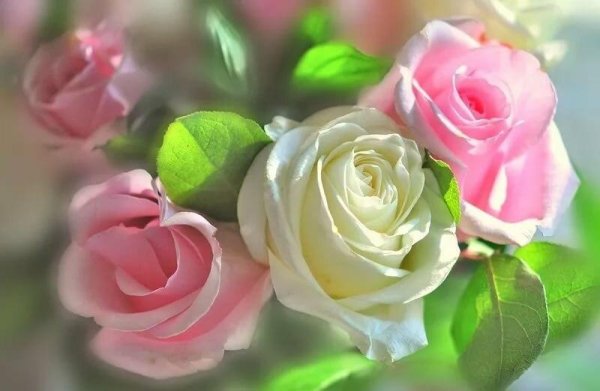 роза нежная