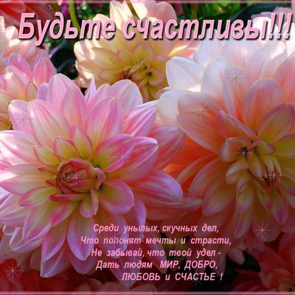 георгина растение