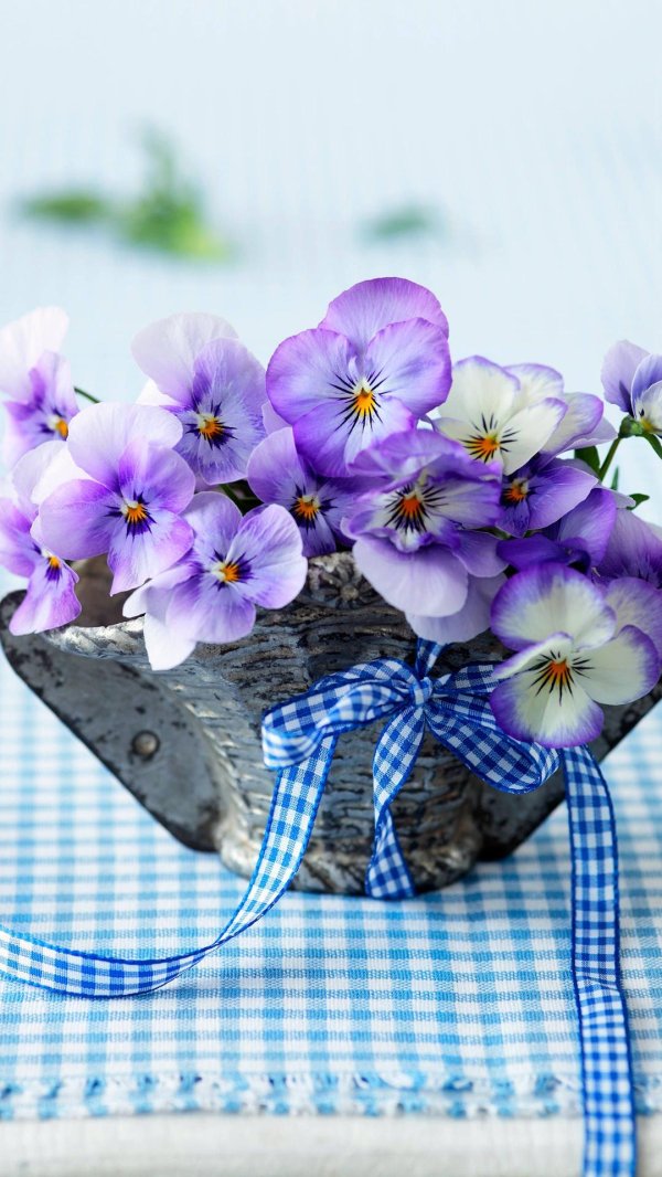 анютины глазки