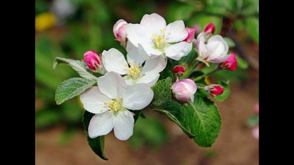 здравствуй цветущий май