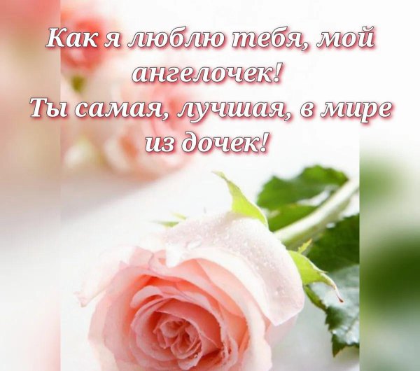 нежная роза