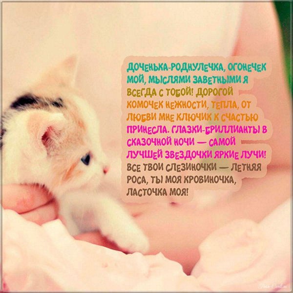 нежные котята