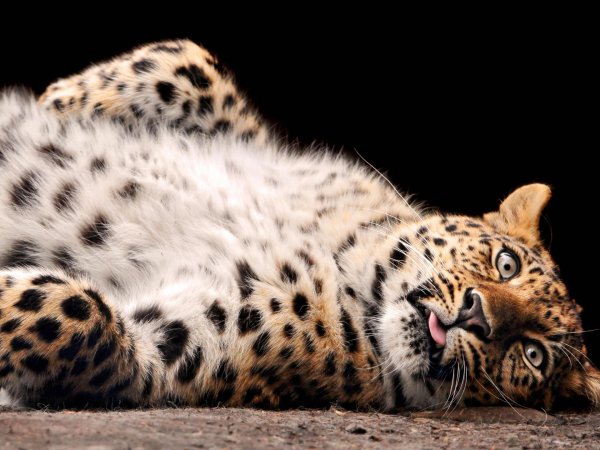 леопард оскал