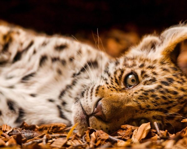 детеныши леопарда